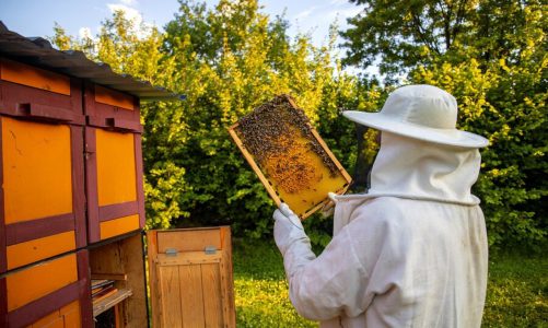 Jakie są objawy i skutki nieleczonej warrozy u pszczół miodnych?
