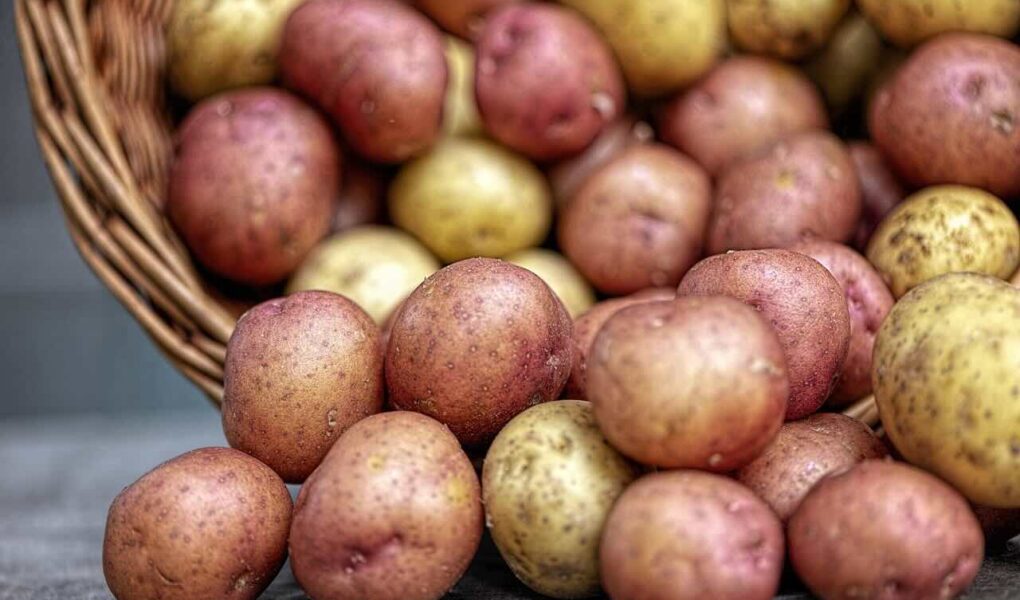 Kolorowe ziemniaki czyli „superfoods” po polsku