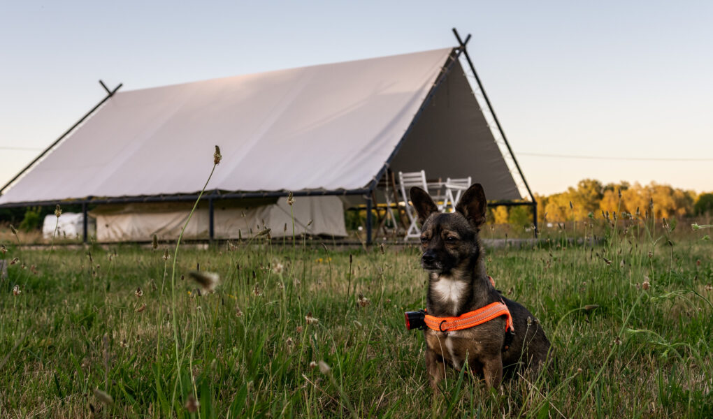 weekend-ktory-zmienia-relacje-z-psem-pierwsza-edycja-psiej-akademii