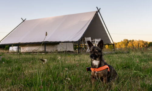 weekend-ktory-zmienia-relacje-z-psem-pierwsza-edycja-psiej-akademii